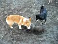 Goro@Welsh corgi 20061025 Cairn Terrier Goro@Welsh corgi 20061025 Cairn Terrier