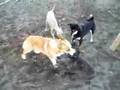Cairn Terrier video