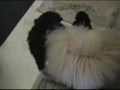 Toy Poodle Puppies Playing #2