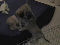 GOLDLEAF MASTIFFS - Skye & Bat Puppies