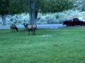Wapiti appel et charge