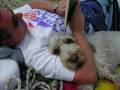 2009-01-06 | Ruffo Spinone Italiano - foto 1^ e 2^ anno ~> Spaccato dei primi due anni di vita di Ruffo, il nostro Spinone Italiano ... (08:23)