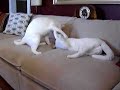 My cats Bella & Mia playing My cats Bella & Mia playing