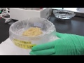 Click here to watch this video 世田谷区立小中学校・保育園給食の放射性物質検査
