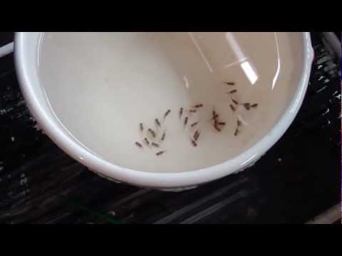 cichlid - Check me out at www.ScubaSteveAquatics.com How I strip fry from my mother cichlids. In this video I strip 3 separate fish to show you how it's done. I even h...