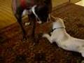Pit Bull & Pipsqueak