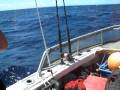 videos de dolphin fish