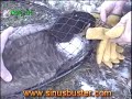 Injured Canadian Goose Saved From Certain Death