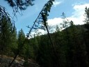 Heli Logging-good turn