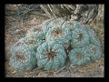 Native American Church Peyote prayer songs by Robert Lara