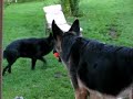 dog barking with ball in mouth