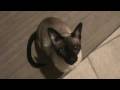 videos de Ruka, The Talking Siamese Cat