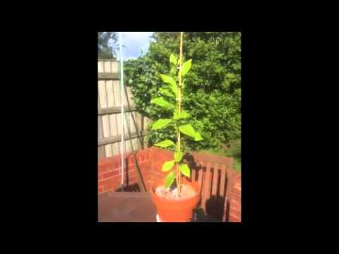 how to grow a lemon tree from seed uk