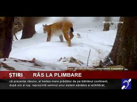 Râs la plimbare