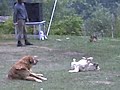 himachal himachal