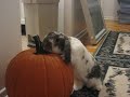 Big Bunny Chewing the Pumpkin Big Bunny Chewing the Pumpkin