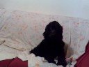 avete mai provato a chiedere ad un cane come sta?