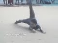 Elastica Estupida