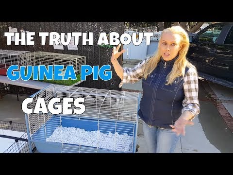 video-linktoworks-How Much Cage Space do Guinea Pigs Really Need?