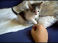 Moj malutki kociak :)