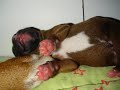 Staffy pups