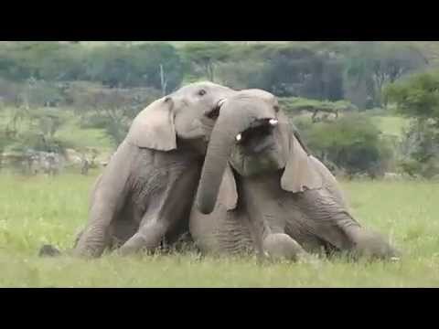 Elephant's play behavior