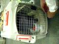 videos de Diallo secured in his crate for flight