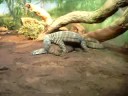 reptiles having fun
