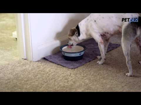 how to cure upset stomach in a dog
