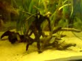 piranha youngsters 3