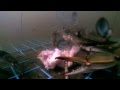 Blue Crabs Fighting Underwater (Female vs Male)
