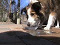 Blue Blowing Bubbles Blue Blowing Bubbles