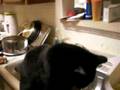 The Cat Eats Spaghetti! AMAZING!!!!! Gotta See this