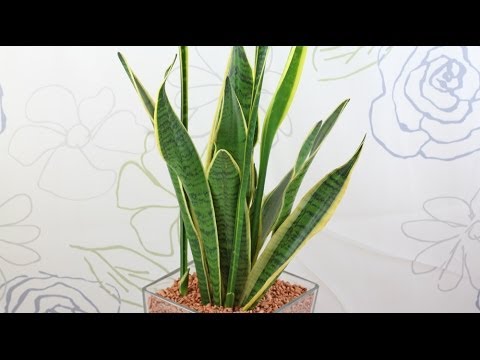 how to fertilize snake plant