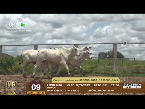 537� LEIL�O VIRTUAL MB LEIL�ES