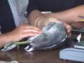 FULICA AMERICANA (In spanish). American coot.