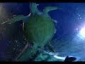 Sealife Timmendorfer Strand