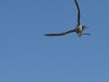 Birds of Prey Birds of Prey