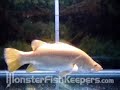 Golden Barramundi By Neoprodigy -  MonsterFishKeepers.com