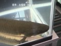 ネオケラトドゥス・フォルステリ（学名：Neoceratodus forsteri）