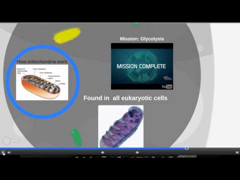 Chloroplasts and Mitochondria Video Project