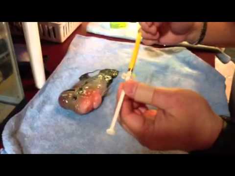Flowerhorn - Instructions on how to deworm your fish using 'Clear' medication. After fish is medicated, don't feed it for 1 week. Do a 30% water change each day. At the e...
