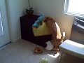 Puggle Preston Fetch Toys By Name 3