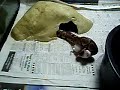 Baby ball python striking a fuzzy