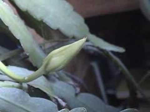Epiphyte Time Lapse Bloom