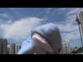 [shark]周杰倫 - 晴天