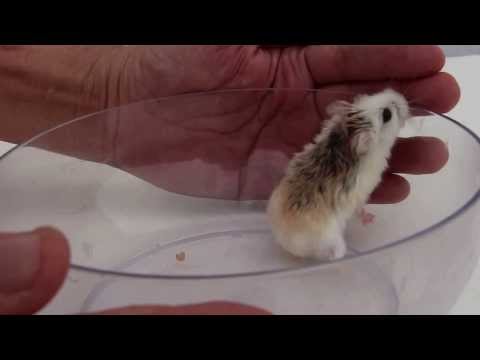 how to treat dwarf hamster wounds