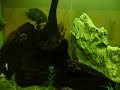 aquario com Oscar, Pirarara, lagosta, bagre, 380 litros 