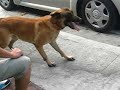 Protection Dog Training in Public (Reality Check) 2