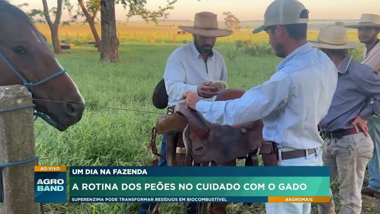 Um dia na fazenda: A rotina dos peões no cuidado com o gado